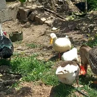 اردک اسراییلی