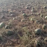 هندوانه تخمه آجیلی