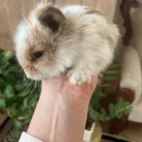 بچه خرگوش لوپ|موش و خرگوش|کرمان, |دیوار