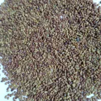 بذر یونجه درجه ۱