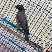 مرغ مینا|پرنده|اردبیل, |دیوار