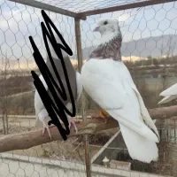 کفتر طوقی نر هفترنگ|پرنده|اصفهان, محمودیه|دیوار