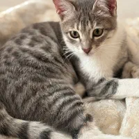 گمشده|گربه|تهران, اسکندری|دیوار