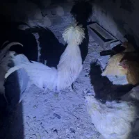 ۴عدد مرغ خروس زینتی