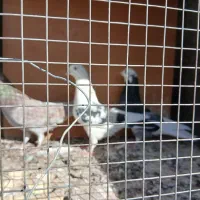 کفتر پرشی تهران|پرنده|رباطکریم, رباطکریم|دیوار