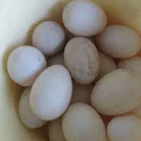 تخم اردک اسراییلی