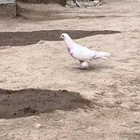 کبوتر