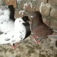 کبوتر رفتنی در قره ورن