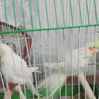عروس هلندی
