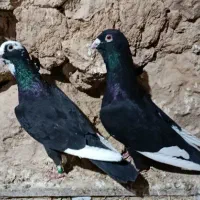 کبوتر