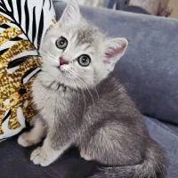 توله گربه بریتیش پسر