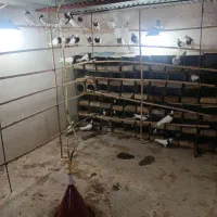 طوقی روزگاری|پرنده|پیر بکران, |دیوار