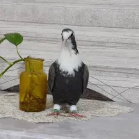 کفتر ماده مخمل سرکه ای