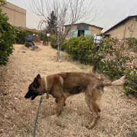 سگ مالینویز|سگ|کهریزک, |دیوار