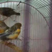 سه عدد قناری ماده فروشی دانه ای ۸۰۰ تومن|پرنده|کبودرآهنگ, |دیوار