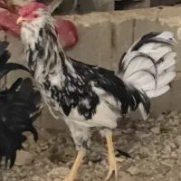 مرغ و خروس گلین|حیوانات مزرعه|جهرم, |دیوار