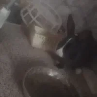 فروش یک عدد خرگوش