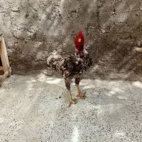 خروس لاری