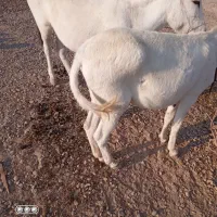 الاغ|حیوانات مزرعه|هندیجان, |دیوار