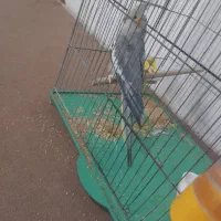 عروس هلندی دستی هم معاوضه هم فروش