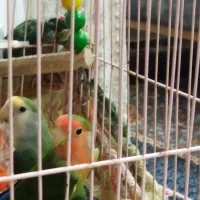 طوطی برزیلی پرنده دوست داشتنی وبا هوش|پرنده|بوشهر, |دیوار