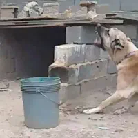 دو عدد سگ.نگهبانی سرابی اصیل.