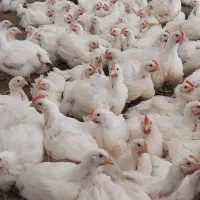 مرغ گوشتی زنده و پاک شده سنگین وزن تولید گیلان|حیوانات مزرعه|رشت, گلباغ نماز|دیوار