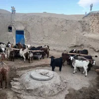 ۲۰عدد بز جوان هم داشتی هم کشتار ی قیمت توافقی|حیوانات مزرعه|ملایر, |دیوار