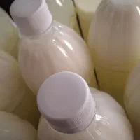 قارچ، دوغ و ماست کفیر اصل قفقاز