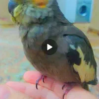 عروس هلندی گمشده مهران