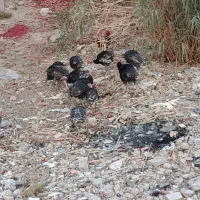 فروش بوقلمون در قلعه تل|حیوانات مزرعه|باغ ملک, |دیوار