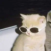 گربه دو ساله