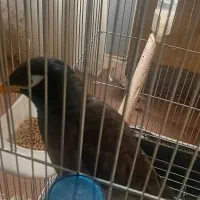 مرغ مینا سخنگو ورام فیلم تو ایتا کسی خواست میفرستم