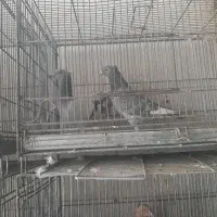 اسباب بازی ها|کلکسیون و سرگرمی|سراوان, |دیوار