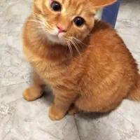 بچه گربه گمشده