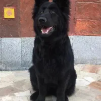سگ ژرمن بلک (الماس سیاه)