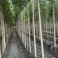 نهال صنوبر رشد سریع سایه دائمی سود ماندگار