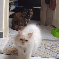 گربه های زیبا|گربه|رشت, کوی فکوری|دیوار