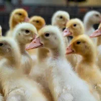 اردک پکنی با بهترین تخم گذاری و وزن گیری