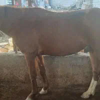 فروش اسب باری سالم|اسب و تجهیزات اسبسواری|بابکان, |دیوار