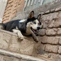 سگ حیوانات|سگ|تربت جام, حافظ|دیوار