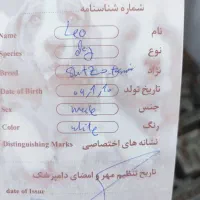 سگ پاکوتاه فروشی|سگ|نیک شهر, |دیوار