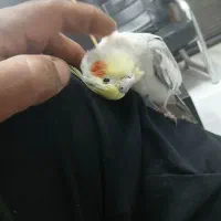 عروس هلندی دوتانریک ماده