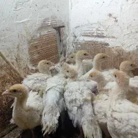 جوجه بقلمون بیوتی۶زرین جوجه در شهر فاضل آباد|حیوانات مزرعه|گرگان, |دیوار