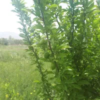 فروش فوری ۱۰۰۰مترباغ فنس کشی احمد آباد|فروش زمین و ملک کلنگی|اراک, |دیوار