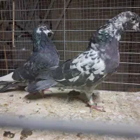 طوقی و تهرانی پرشی