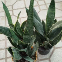 بدو که تموم شد|گل و گیاه طبیعی|سبزوار, شرق کال عیدگاه|دیوار