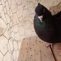 یک عدد کبوتر زاغ سیاه چنگ و چش سفید درجه یک|پرنده|گله دار, |دیوار