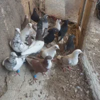 کبوتر تربت بوم نداره همه پرش ارسال تا فلکه ترمینال