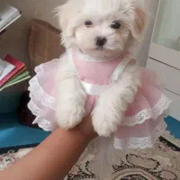 نژاد زیبا مالتیپو